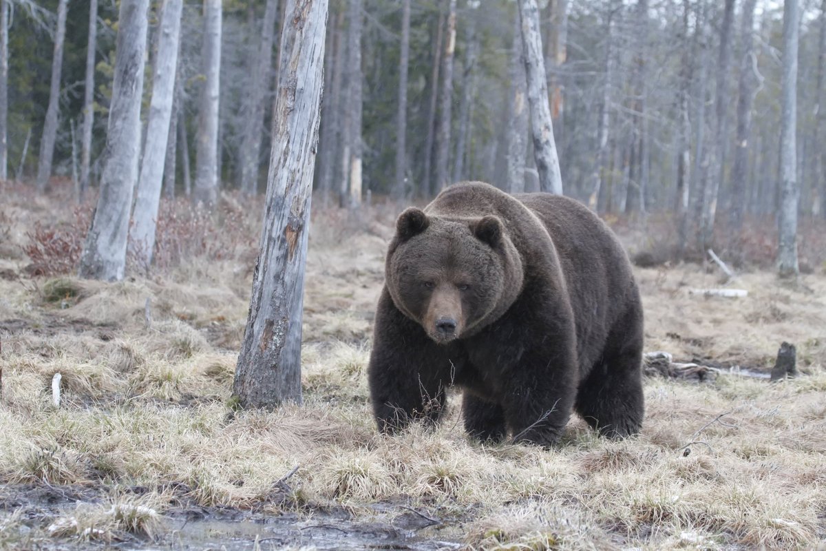Rekordinės meškų atakos Japonijoje: vyras užpultas net tualete