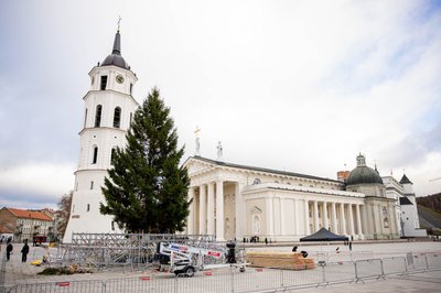 Prie Vilniaus Katedros jau pastatyta Kalėdų eglė