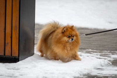 Vilnių nuklojo sniegas