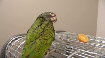 Sveikatos apsaugos viceministras Daniel Naumovas augina papūgą