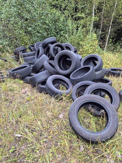 Miške rastos padangos