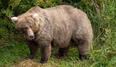Meška vyrą užpuolė tualete: štai kaip apsigynė