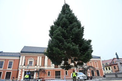 Į Klaipėdą atkeliavo kalėdinė eglutė