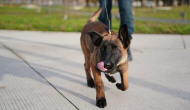 Kauno policija pristatė naują keturkojį pareigūną – Kas vyksta Kaune