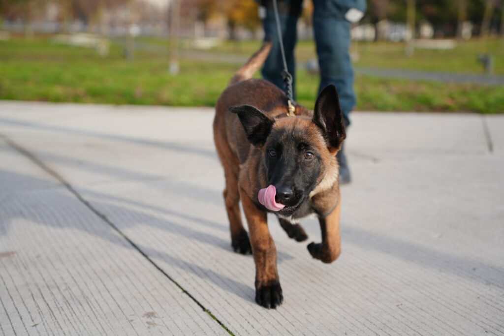 Kauno policija pristatė naują keturkojį pareigūną – Kas vyksta Kaune