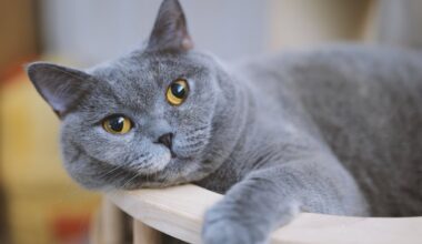 Kačių augintojams gali didėti rizika susirgti šizofrenija