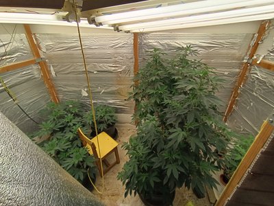 Šiauliečio bute aptikta kanapių plantacija