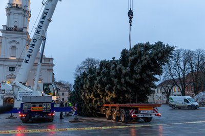 Į Kauno Rotušės aikštę atvežta Kalėdinė eglė
