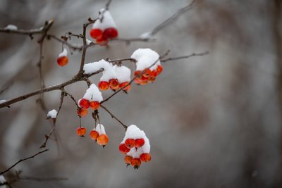 Vilnių nuklojo sniegas