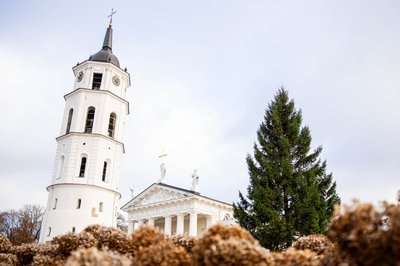Prie Vilniaus Katedros jau pastatyta Kalėdų eglė