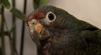 Sveikatos apsaugos viceministras Daniel Naumovas augina papūgą