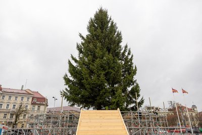 Kalėdų eglė Vilniuje kvies nusifotografuoti tarsi ant skraidančio kilimo