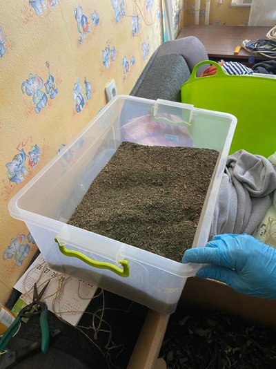 Šiauliečio bute aptikta kanapių plantacija