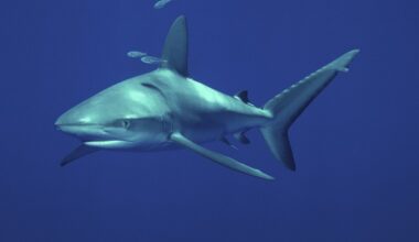 Biologas išgyveno Galapagų ryklio ataką: norėtų vėl susitikti su užpuolike