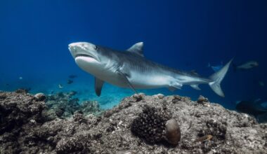 Į šiaurę nuo Sidnėjaus ryklio užpulti žmonės, kaip manoma, yra šveicarai