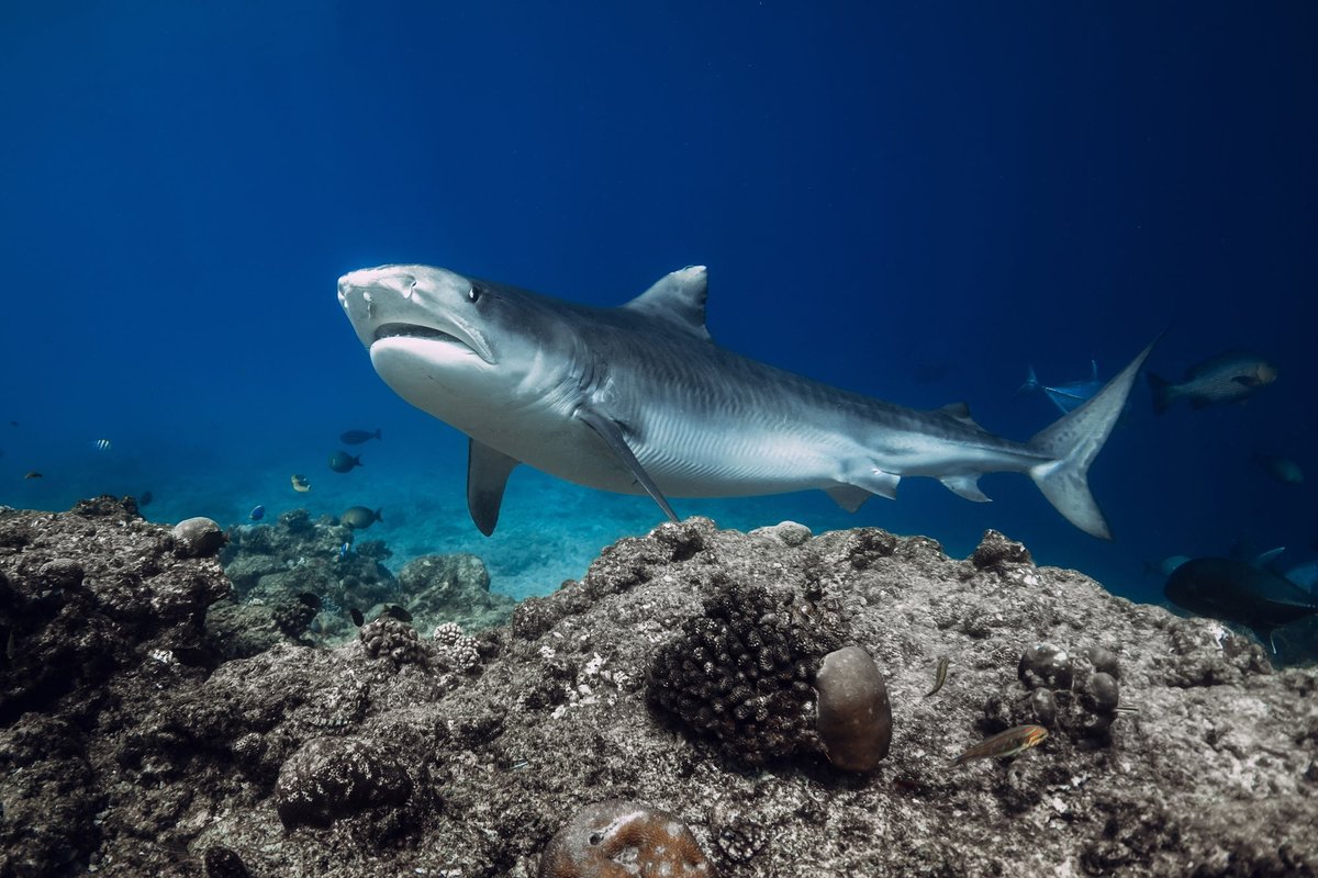Į šiaurę nuo Sidnėjaus ryklio užpulti žmonės, kaip manoma, yra šveicarai