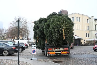 Į Klaipėdą atkeliavo kalėdinė eglutė
