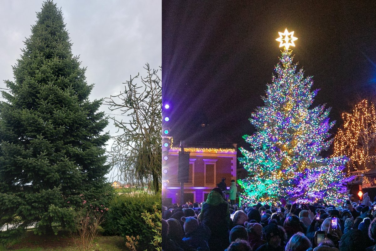 Klaipėda išsirinko 2025 metų kalėdinę eglutę