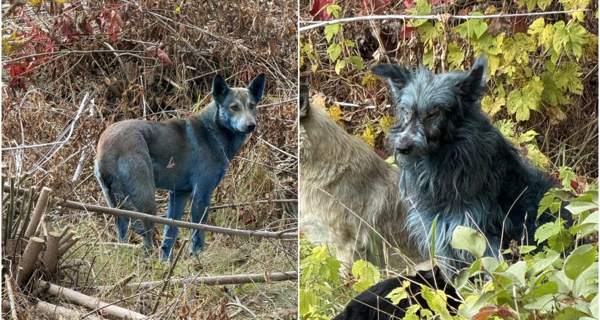 Černobylyje – mėlyni šunys: kas atsitiko?