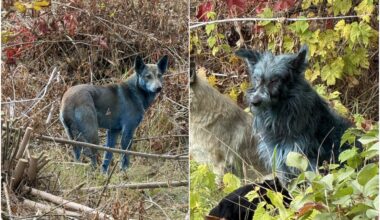 Černobylyje – mėlyni šunys: kas atsitiko?