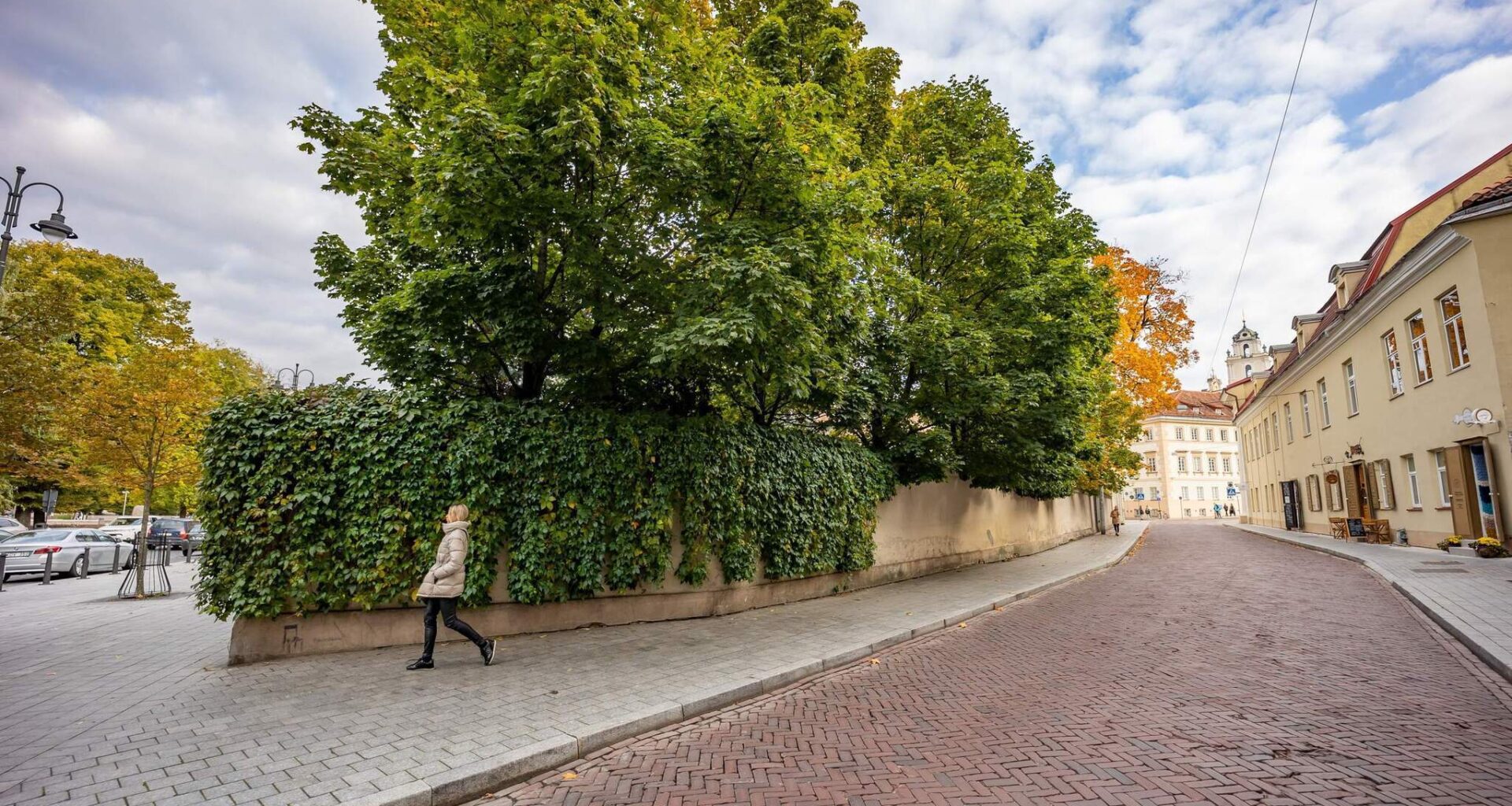 NT vystytojai laimėjo: Benkunsko potvarkis dėl medžių kirtimo nebegalioja