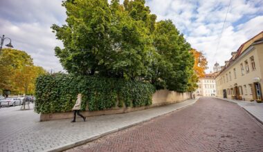 NT vystytojai laimėjo: Benkunsko potvarkis dėl medžių kirtimo nebegalioja