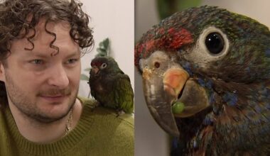 Sveikatos viceministras dalijasi kasdienybe su papūga