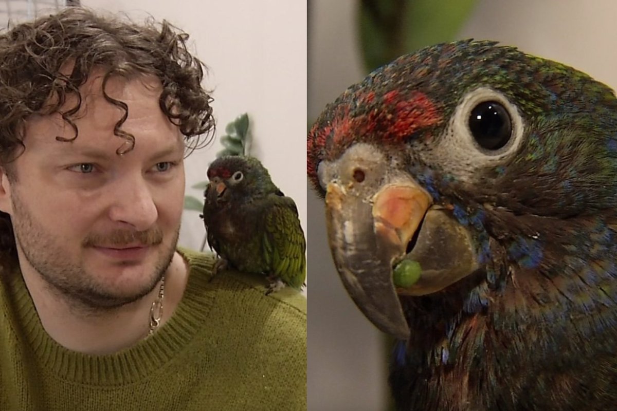 Sveikatos viceministras dalijasi kasdienybe su papūga