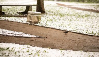 Sinoptikė: artėjant savaitgaliui kai kur gali pasirodyti ir pirmasis sniegas