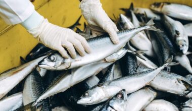 Skandalas Norvegijoje dėl žuvies – šokiruoja, kas patenka ant europiečių stalo