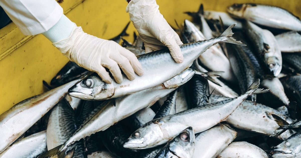 Skandalas Norvegijoje dėl žuvies – šokiruoja, kas patenka ant europiečių stalo
