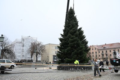Į Klaipėdą atkeliavo kalėdinė eglutė