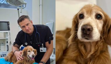 Praėjus savaitei po chemoterapijos – svarbi žinia apie šunelį Gausą: „Net nebūtume pagalvoję“ | Vardai