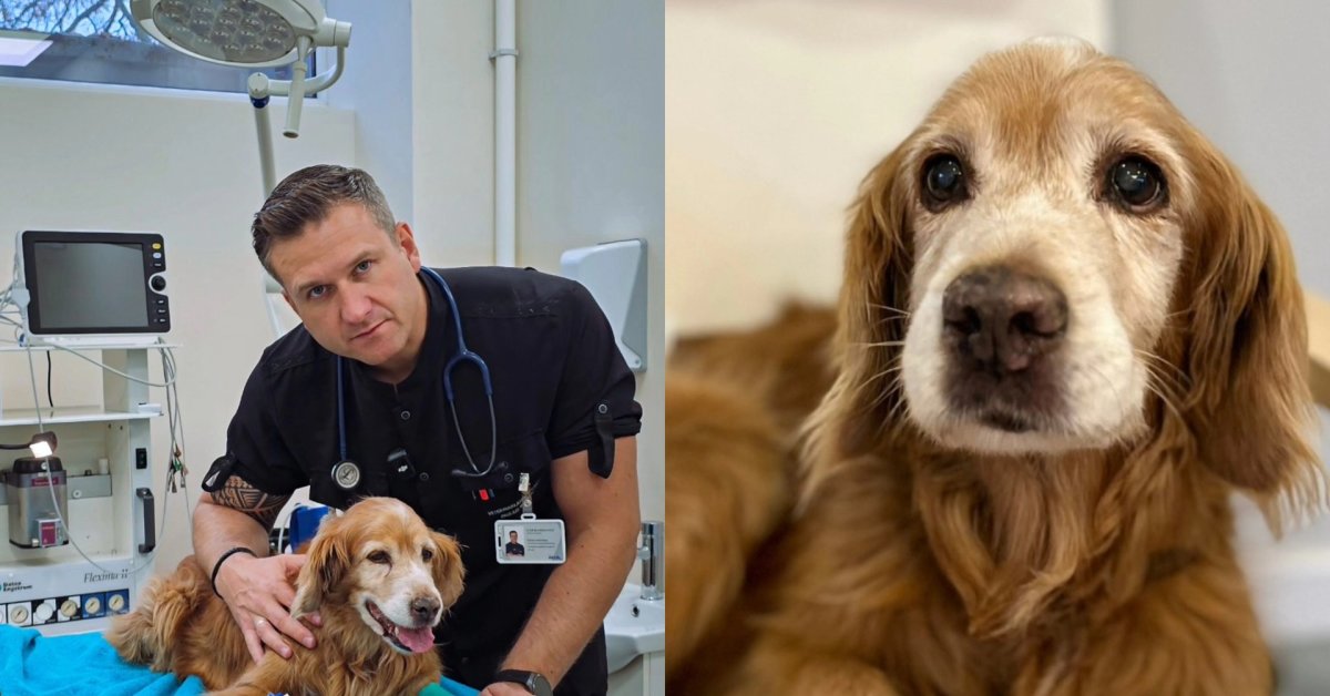 Praėjus savaitei po chemoterapijos – svarbi žinia apie šunelį Gausą: „Net nebūtume pagalvoję“ | Vardai