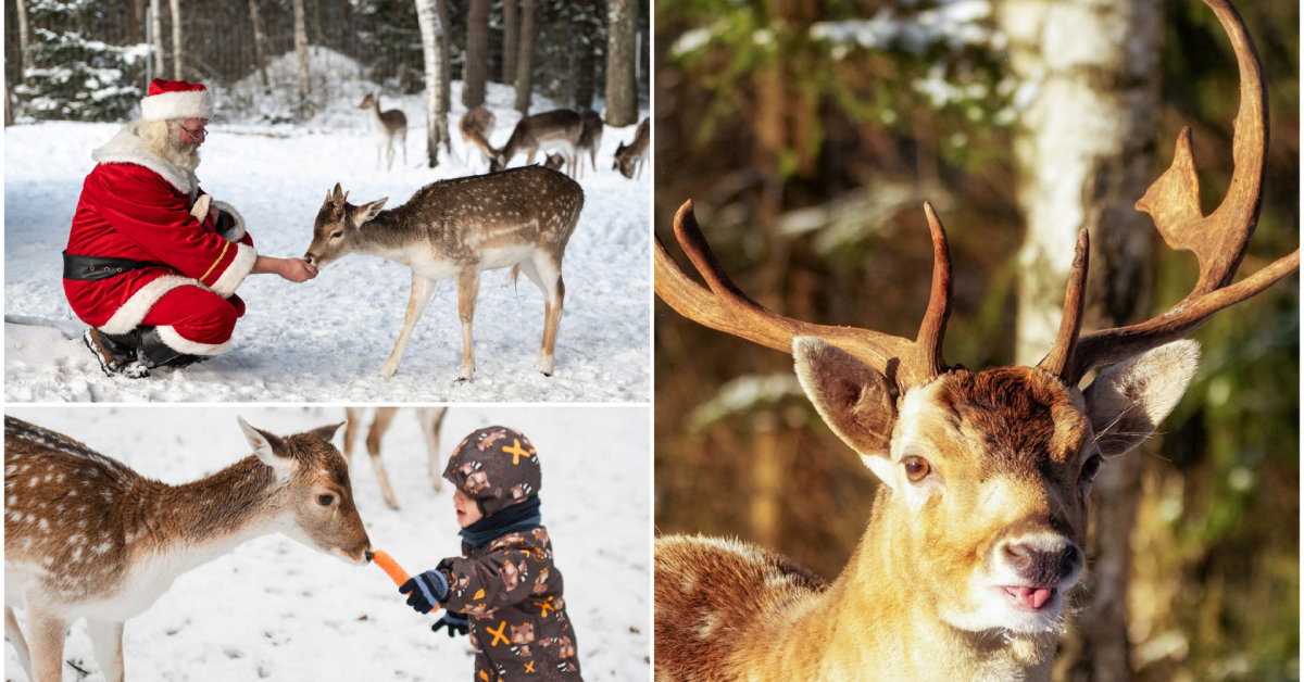 Danielių parkas Lietuvoje – tarsi kalėdinė Laplandija: kuo nustebins net 6 ha teritorija? | Gyvenimas