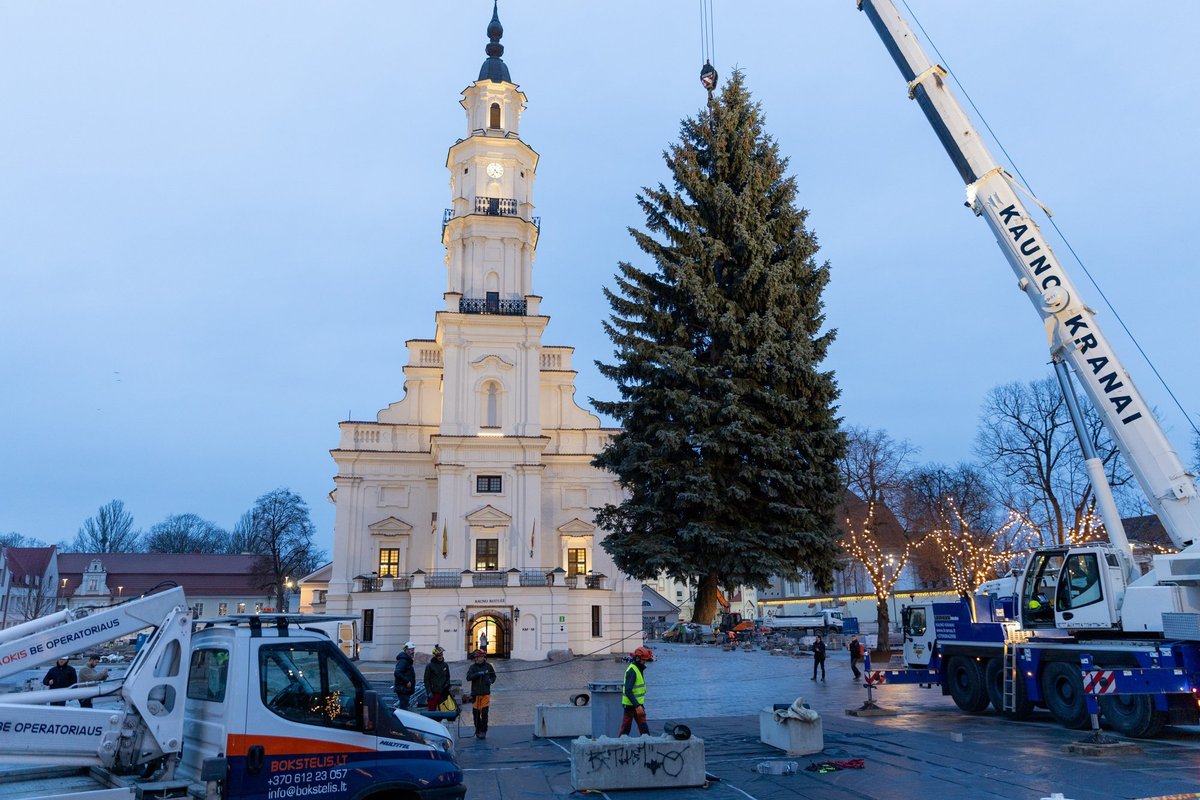 Į Kauno Rotušės aikštę jau atkeliavo Kalėdų eglė