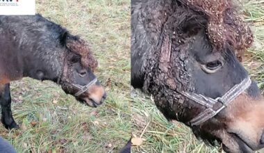 Lazdijų rajone aptiktas neprižiūrėtas ponis