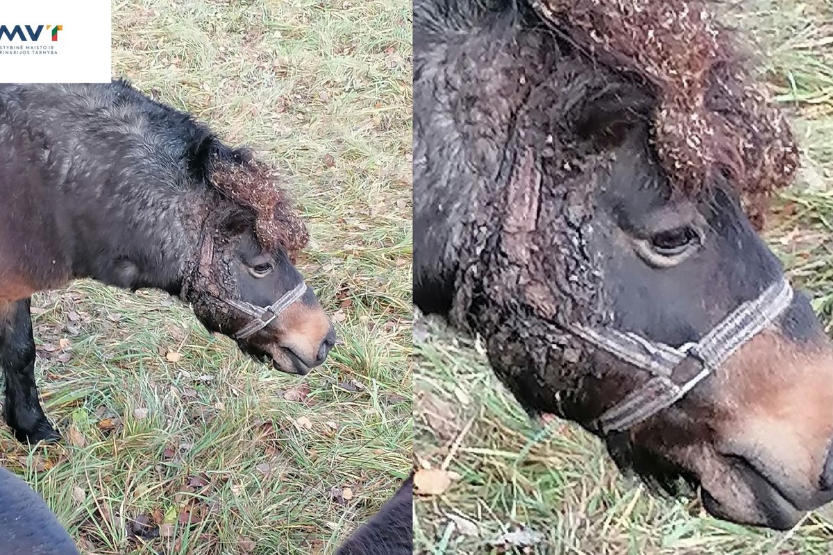 Lazdijų rajone aptiktas neprižiūrėtas ponis