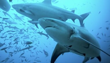 Australijoje ryklys mirtinai sužalojo besimaudžiusią moterį