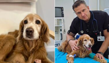 Šuo Gausas – po chemoterapijos: jis ir toliau mus stebina