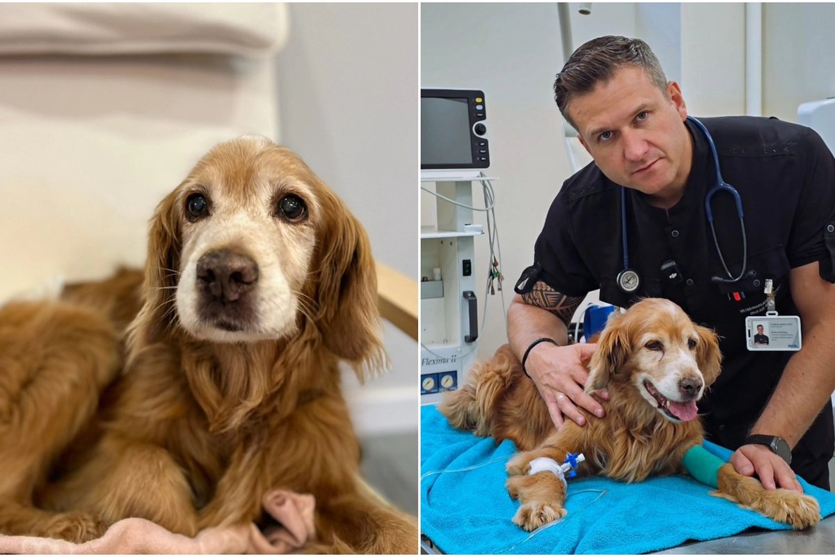 Šuo Gausas – po chemoterapijos: jis ir toliau mus stebina