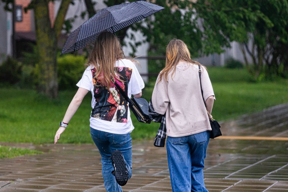 Liūtis Vilniuje (Greta Skaraitienė/ BNS nuotr.)