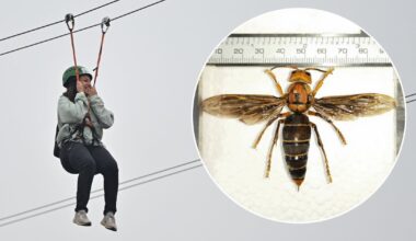 Atostogos baigėsi tragedija: gigantiškų širšių spiečius nusinešė dvi gyvybes