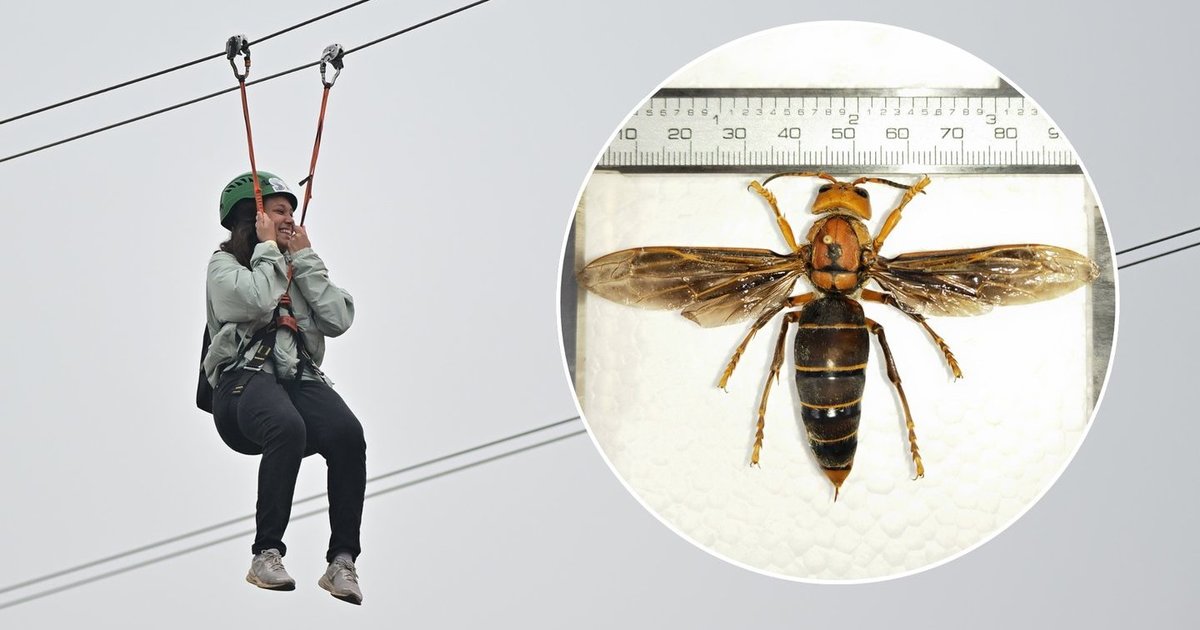 Atostogos baigėsi tragedija: gigantiškų širšių spiečius nusinešė dvi gyvybes