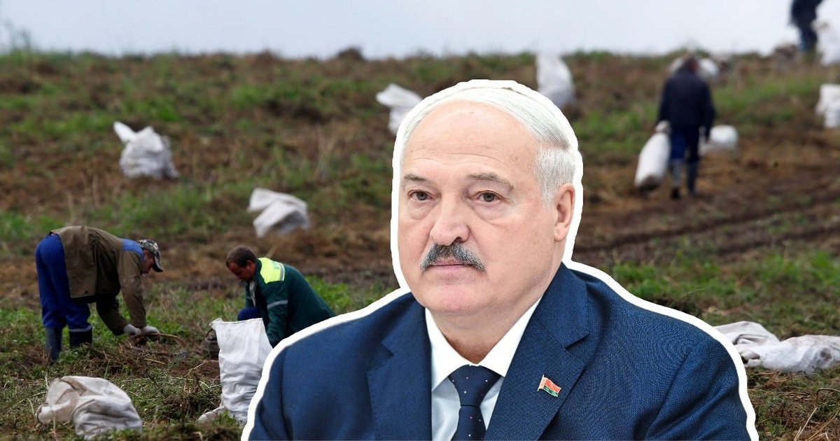 Lukašenkai nepatiks? Baltarusiai vis mažiau valgo bulvių ir tingi jas valyti