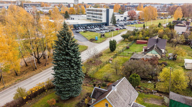 Kauno miesto savivaldybės nuotr./Kaunas papuoš štai šią gyvą žaliaskarę