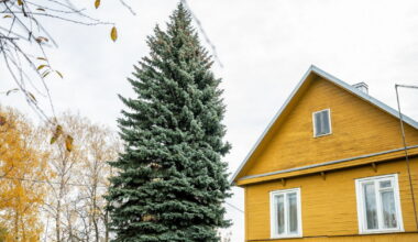 Kaunas išsirinko Kalėdų eglę: miestą papuoš štai ši 65-erių metų žaliaskarė – iš kur ji atkeliaus?