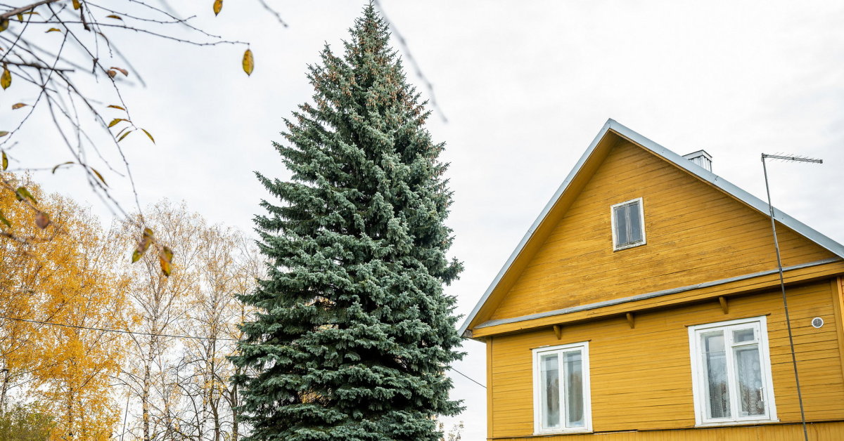 Kaunas išsirinko Kalėdų eglę: miestą papuoš štai ši 65-erių metų žaliaskarė – iš kur ji atkeliaus?