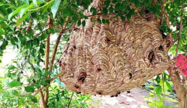 Tėvą ir sūnų pražudė didžiulės širšės: juos sugėlė daugiau nei 100 kartų | Gyvenimas