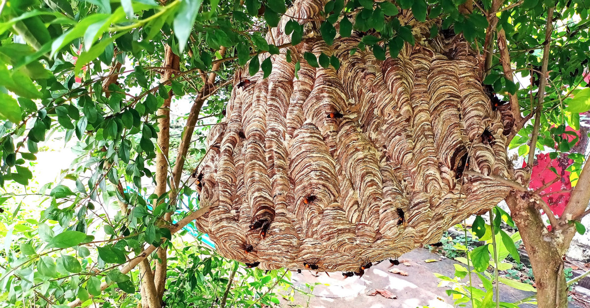 Tėvą ir sūnų pražudė didžiulės širšės: juos sugėlė daugiau nei 100 kartų | Gyvenimas